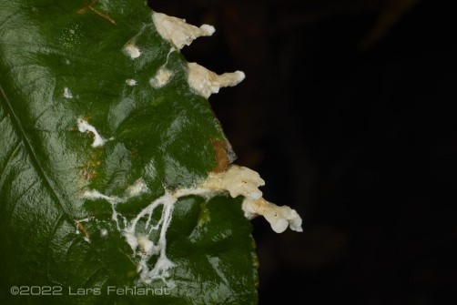 An unspecified slime mold from Sarawak / Borneo.