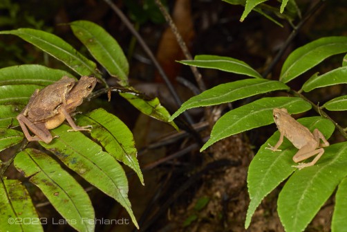 Ansonia albomaculata or a undescribed Ansonia species of Sarawak / Borneo