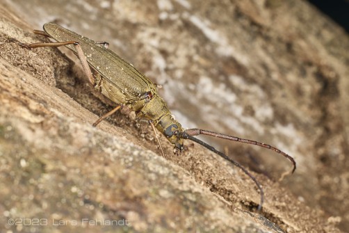 Cerambycidae - Longhorn beetle of central Sarawak / Borneo around 400m ASL - Ziglipton jirouxi(?)