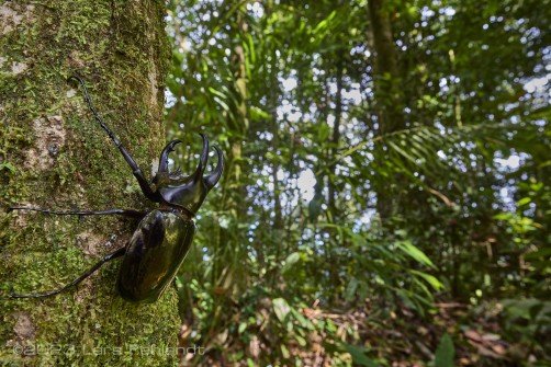 The rhinoceros beetle or Moellenkampi beetle (Chalcosoma moellenkampi) is one of the largest beetles in Borneo