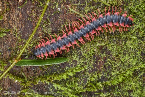 Dragon Milliped, of the Paradoxosomatidae family, probably Desmoxytes sp. - south Sarawak / Borneo - around 1200m ASL