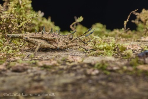 Groundhopper - Discotettix belzebuth of central Sarawak / Borneo