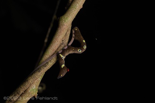 Caterpillar of Eudocima phalonia (fruit-piercing moth) - south Sarawak / Borneo