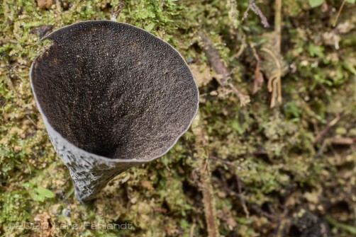 Unknown funnel fungi species, Comatoderma ssp. of south Sarawak / Borneo - around 160m ASL