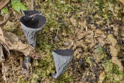 Unknown funnel fungi species, Comatoderma ssp. of south Sarawak / Borneo - around 160m ASL