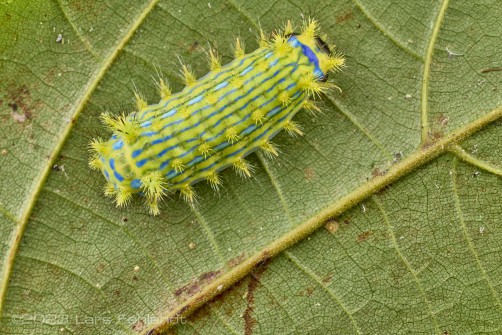 Slug moth caterpillar of the Limacodidae family of south-Sarawak / Borneo
