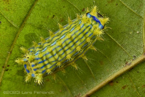 Slug moth caterpillar of the Limacodidae family of south-Sarawak / Borneo