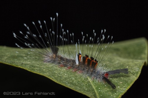 Lymantriinae caterpillar of south Sarawak / Borneo