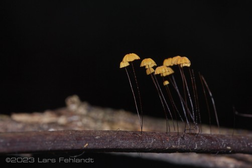 Marasmius crinis-equi of south Sarawak / Borneo
