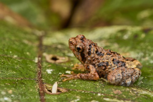 Borneo treehole frog - Metaphrynella sundana of ulu Ai in Sarawak / Borneo