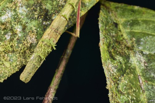 Stick insect - Phenacephorus cornucervi of south Sarawak / Borneo