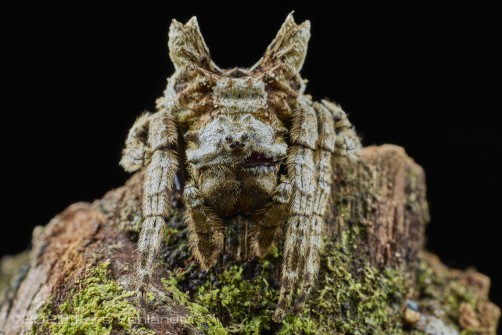 Tree-stump Spider, is an Orb-weaver in the Poltys genus - Borneo / Sarawak