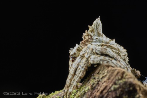 Tree-stump Spider, is an Orb-weaver in the Poltys genus - Borneo / Sarawak