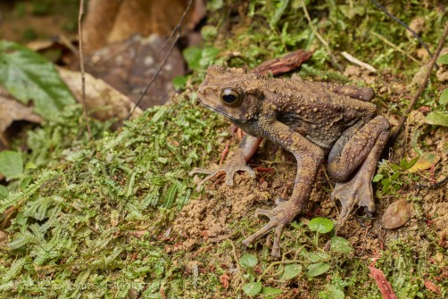 Male of Boulenger's Asian tree toad, Rentapia hosii of Sarawak / Borneo