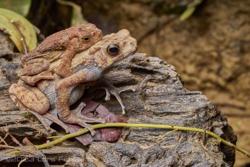 A pair of Boulenger's Asian tree toad, Rentapia hosii in amplexus of Sarawak / Borneo