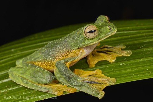 The Wallace’s flying frog - Rhacophorus nigropalmatus of south Sarawak / Borneo