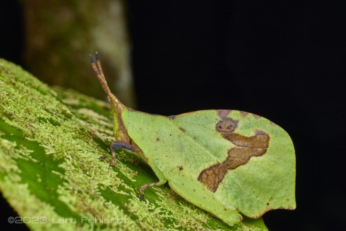 Systella platyptera of south Sarawak / Borneo