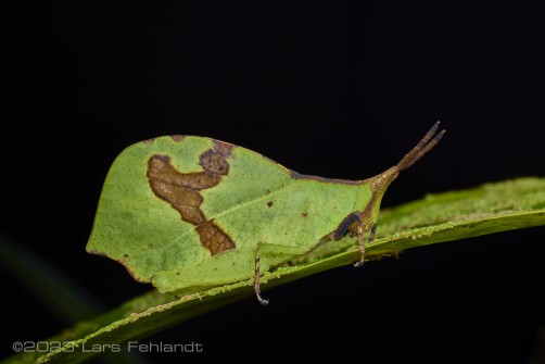 Systella platyptera of south Sarawak / Borneo