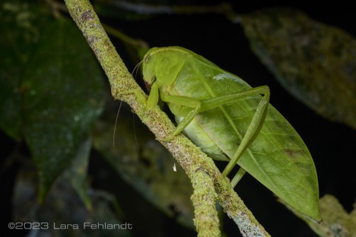 Leaf katydid - Xantia borneensis of south Sarawak / Borneo