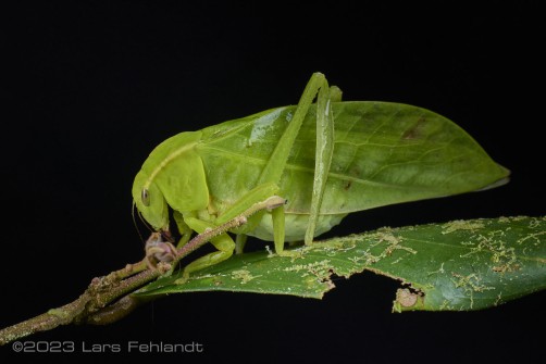 Leaf katydid - Xantia borneensis of south Sarawak / Borneo