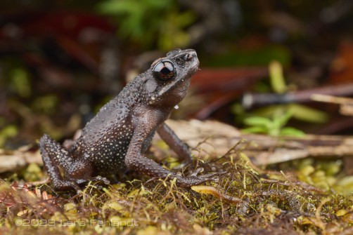 Murud black slender toad, Ansonia vidua of Sarawak / Borneo