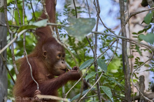 Bornean orangutan, Pongo pygmaeus pygmaeus of Sarawak / Borneo