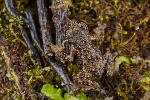 Murud dwarf toad, Pelophryne murudensis of Sarawak/Borneo