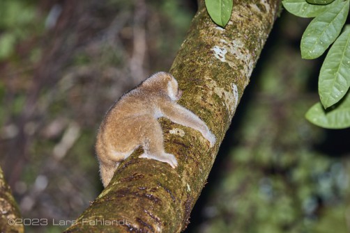 Philippine slow loris - Nycticebus menagensis of south Sarawak Borneo