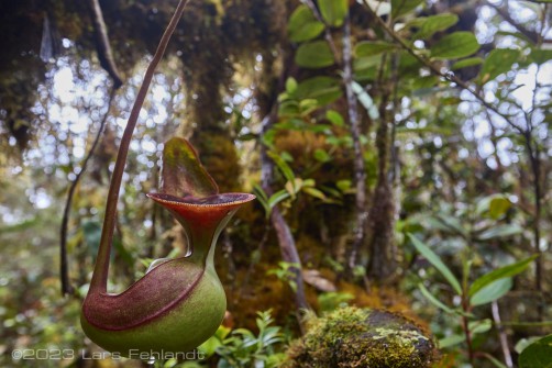 Low's pitcher-plant - Nepenthes lowii, upper pitcher at north Sarawak / Borneo - around 2100m ASL