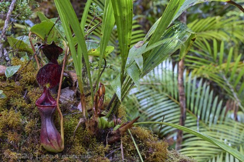 Low's pitcher-plant - Nepenthes lowii, lower pitcher at north Sarawak / Borneo - around 2100m ASL