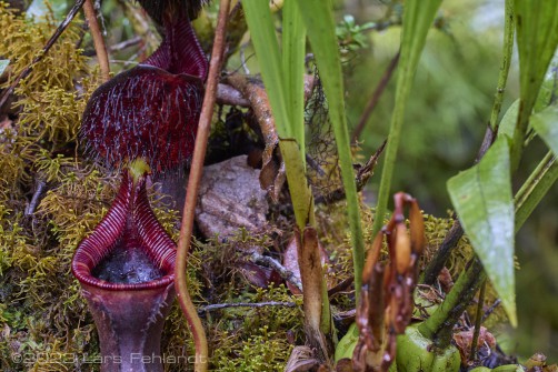Low's pitcher-plant - Nepenthes lowii, lower pitcher at north Sarawak / Borneo - around 2100m ASL