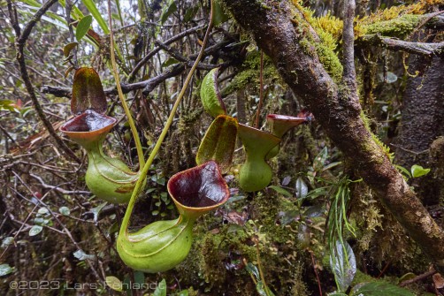 Low's pitcher-plant - Nepenthes lowii, upper pitcher at north Sarawak / Borneo - around 2100m ASL