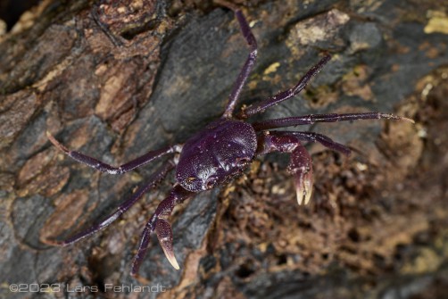Tree-hole gecarcinucid freshwater crab Arachnothelphusa sp. lowland - Sabah / Borneo