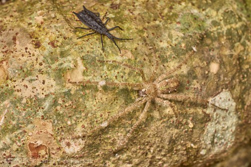Flat bug of the Aradidae - Spinola, 1837 - family, lowland of central Sarawak, around 100m ASL.