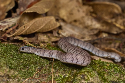 Smooth Slug Snake, Asthenodipsas laevis (BOIE, 1827) - of south Sarawak / Borneo - around 200m ASL