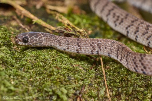 Smooth Slug Snake, Asthenodipsas laevis (BOIE, 1827) - of south Sarawak / Borneo - around 200m ASL