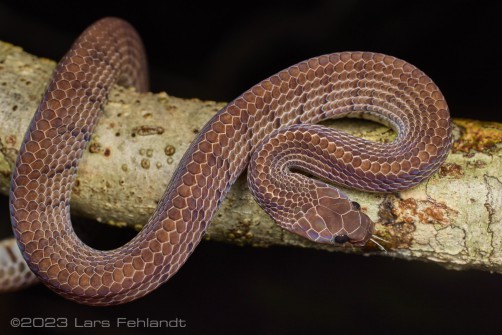 Smooth Slug Snake, Asthenodipsas laevis (BOIE, 1827) - of south Sarawak / Borneo - around 700m ASL