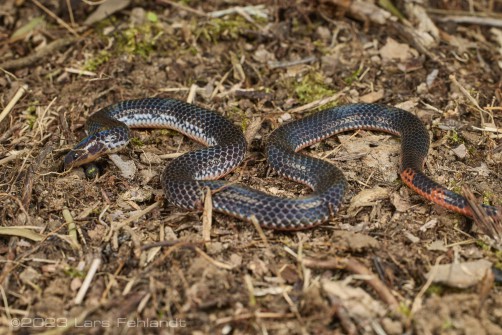 Two-colored dwarf snake or bicoloured reed snake, Calamaria bicolor Duméril, Bibron & Duméril, 1854 of south Sarawak / Borneo - around 950m ASL