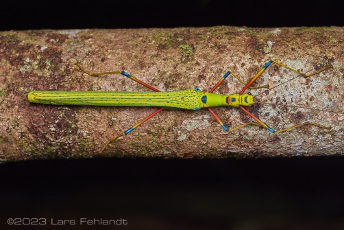 Colourful stick insect, Calvisia sp. of south Sarawak / Borneo around 700m ASL.