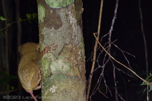 Horsfield's tarsier - Cephalopachus bancanus of south Sarawak / Borneo