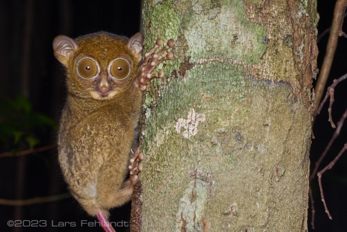 Horsfield's tarsier - Cephalopachus bancanus of south Sarawak / Borneo