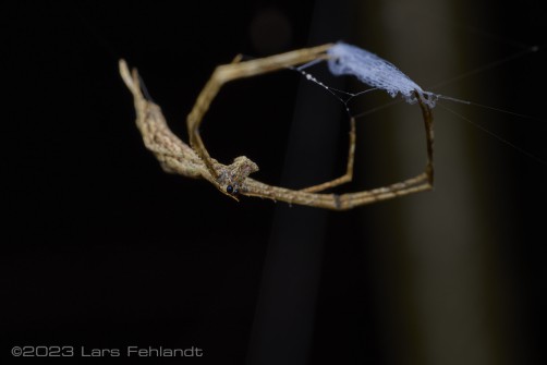 Net-casting spider - Deinopis sp. of Sarawak / Borneo