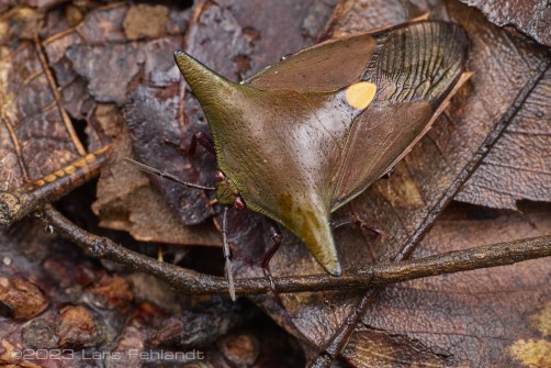 Horn Shield Bug - Embolosterna taurus (Westwood, 1837) - lowland of central Sarawak, around 300m ASL.
