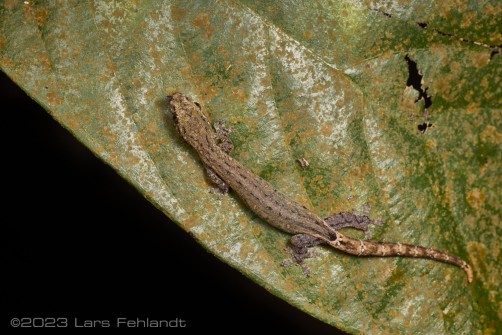 Hemiphyllodactylus typus of Sarawak / Borneo