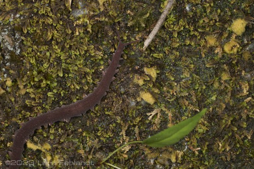 Undescribed Onychophora female of the Eoperipatus genus - Sarawak / Borneo