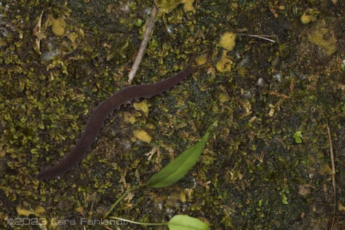 Undescribed Onychophora female of the Eoperipatus genus - Sarawak / Borneo