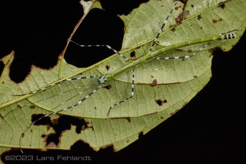 Stick insect, Orthonecroscia fuscoannulata fuscoannulata (de Haan, 1842) south Sarawak / Borneo around 200m ASL.