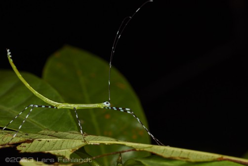 Stick insect, Orthonecroscia fuscoannulata fuscoannulata (de Haan, 1842) south Sarawak / Borneo around 200m ASL.