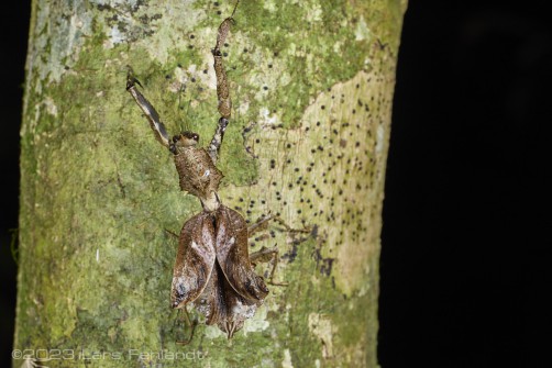 Parablepharis kuhlii of south Sabah / Borneo