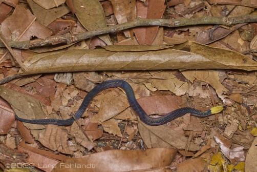 Common Collared Snake, Pseudorabdion collaris (MOCQUARD, 1892) - of south Sarawak / Borneo